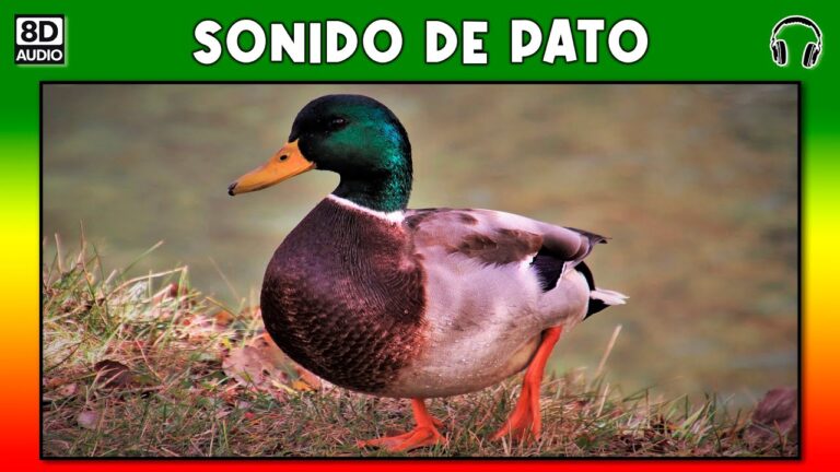 ¿Cuál es el nombre del sonido que emiten los patos? - Yorokobi